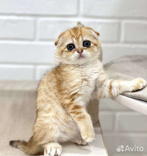 Шотландские котята