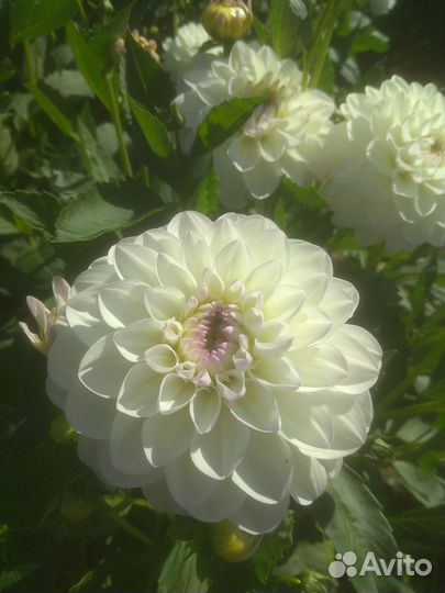 Георгины клубни