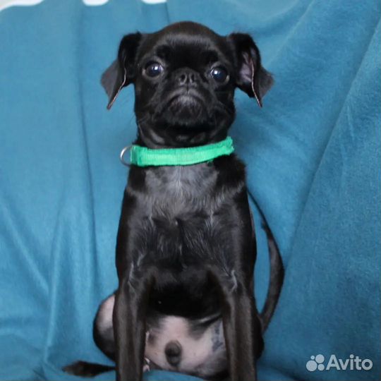 Пти брабансон