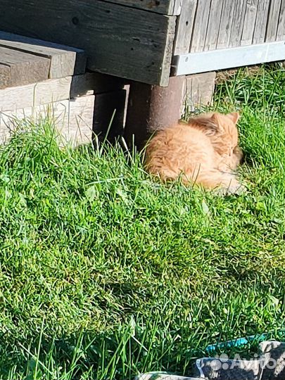 Отдам котенка в добрые руки