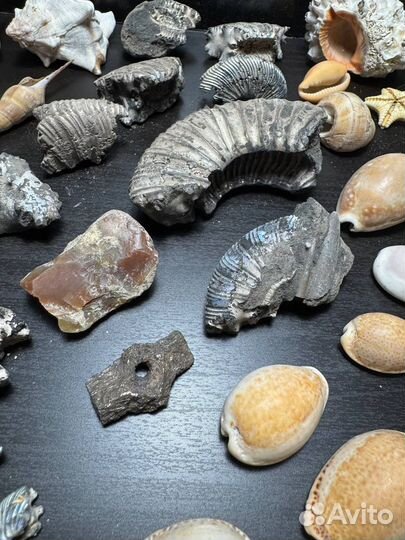 Морские находки