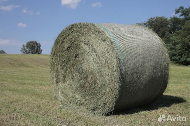Продам сено в рулонах