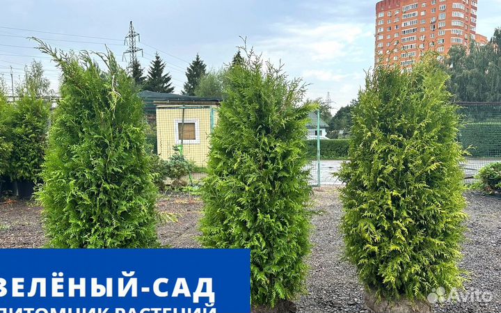 Туя западная 