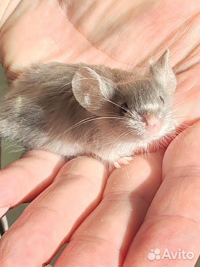 Мышки мальчики