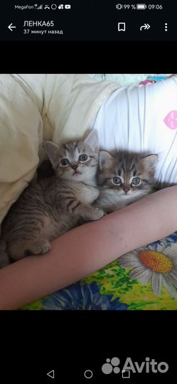 Кошечка 1.5 месяца