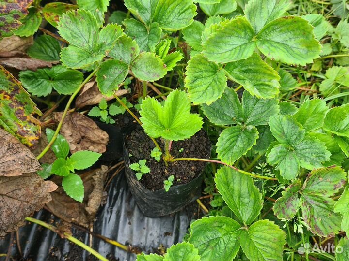 Рассада клубники земляники садовой ремонтантная