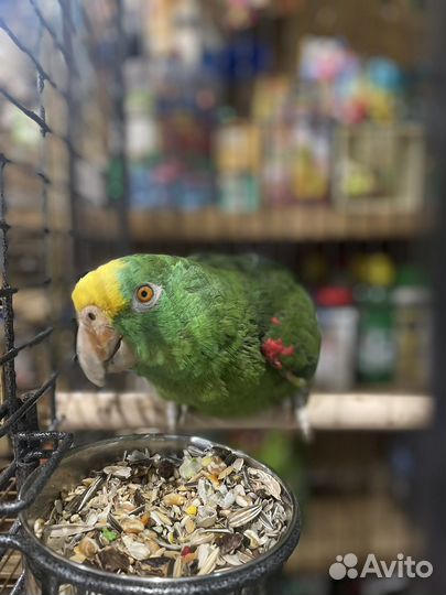 Попугай амазон