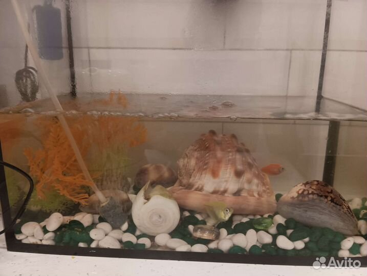 Аквариум