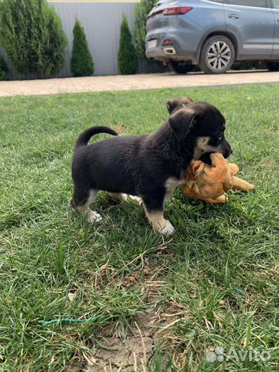 Щенок маленькой собаки
