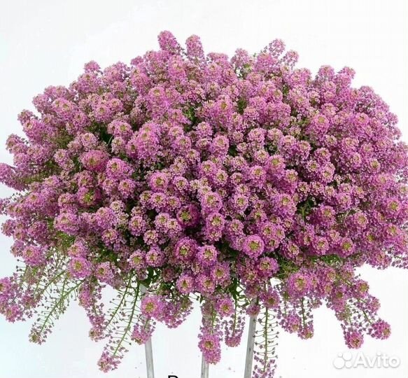 Алиссум Сноу принцесс, Stream Lavеnder