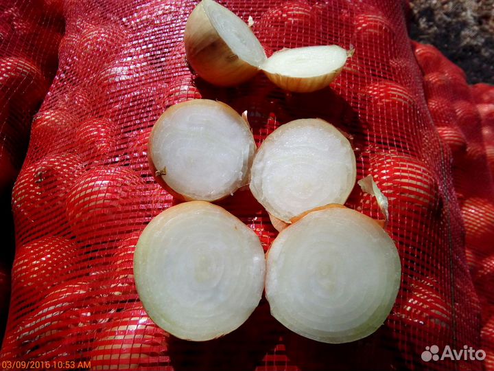 Лук оптом