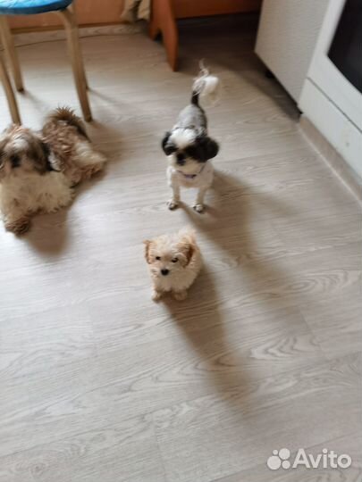 Кремовая няшка mini мальтипу