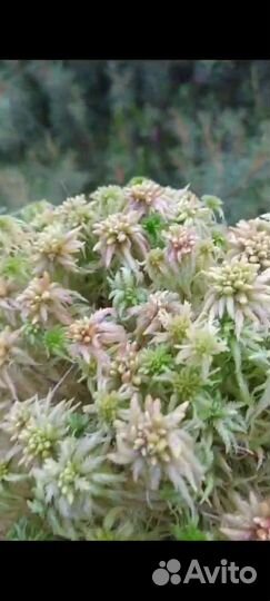 Сфагум магелланский розовый свежий мох