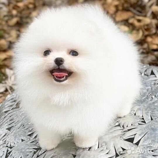 Померанский шпиц медвежьего типа