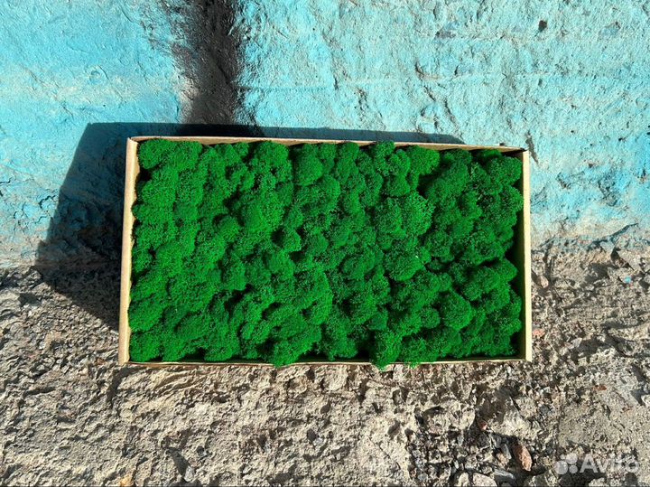 Стабилизированный мох