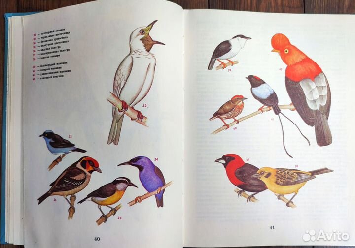 Книги птицы, млекопитающие