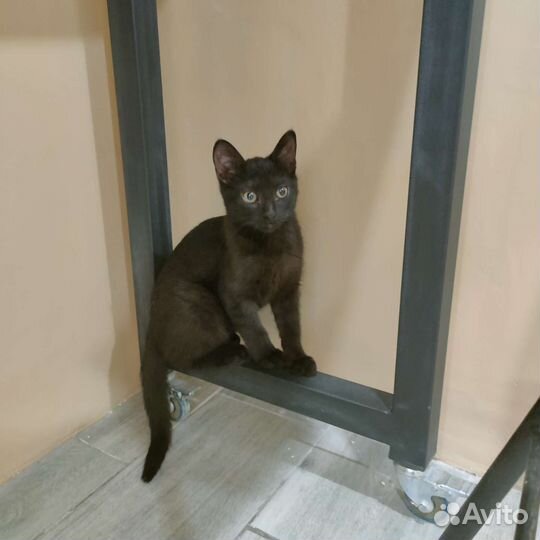 Котенок девочка 3 месяца