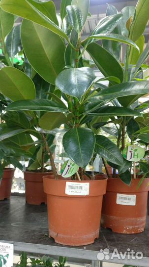 Фикус Мелани