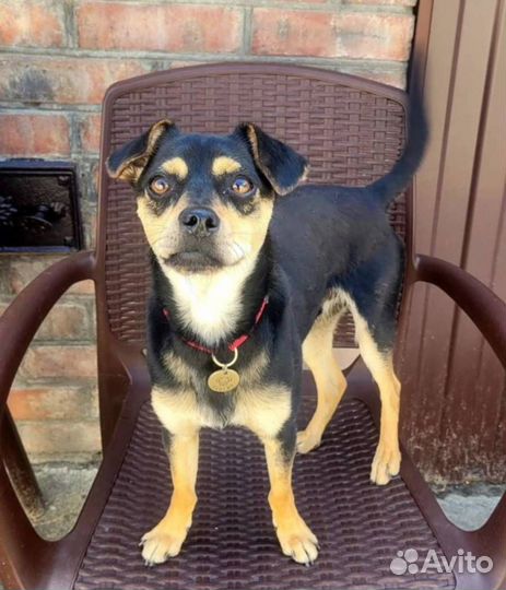 Адресники для собак