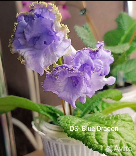 Стрептокарпус, подарок