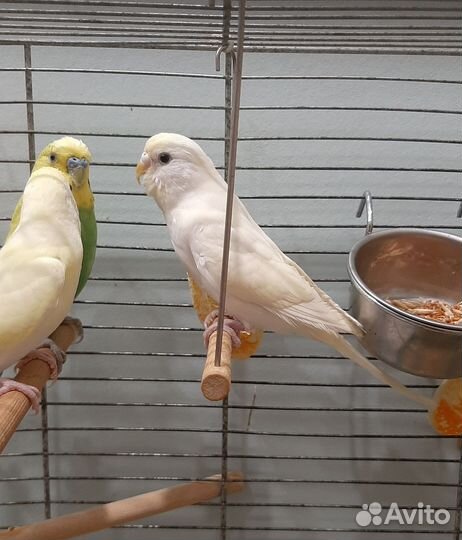 Волнистые попугаи