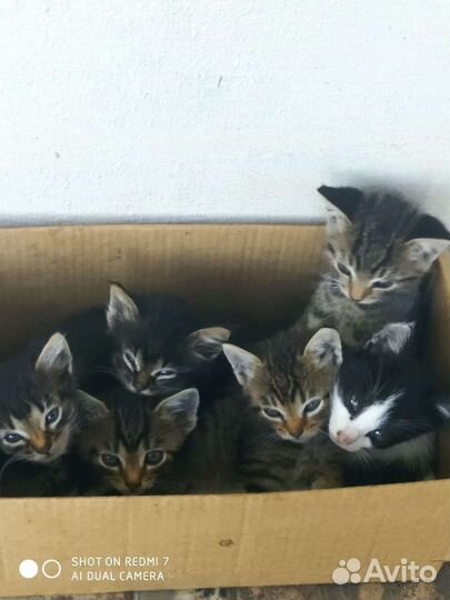 Бездомные котики ищут дом