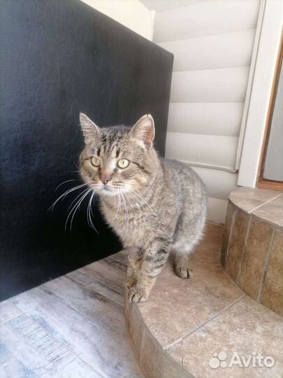 Стёпка ищет дом