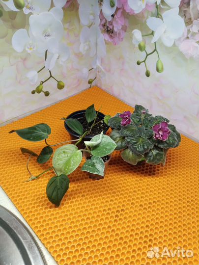 Комнатные растения