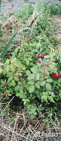 Саженцы роз. Плетистая