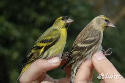 Чижи, певчие птицы, Балашиха, мКурская