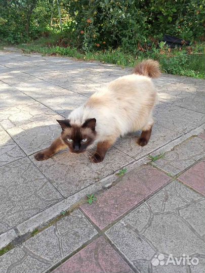 Отдам в добрые руки