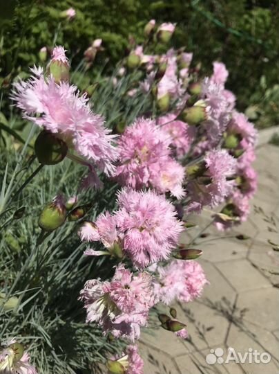 Почвопокровная махровая гвоздика