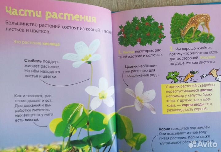 Цветы. Энциклопедия для детей