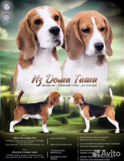 Бигли детки