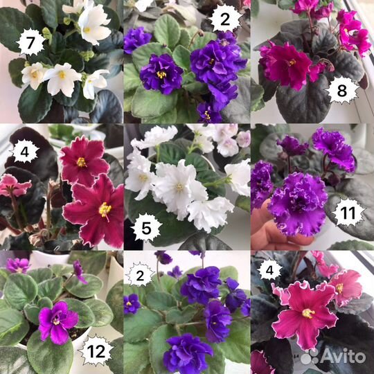 Фиалка листья с детками