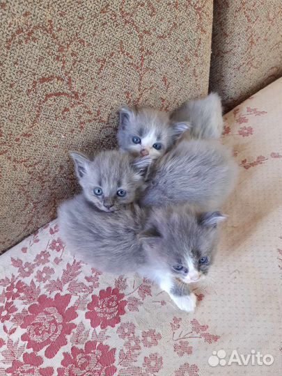 Отдам В добрые руки