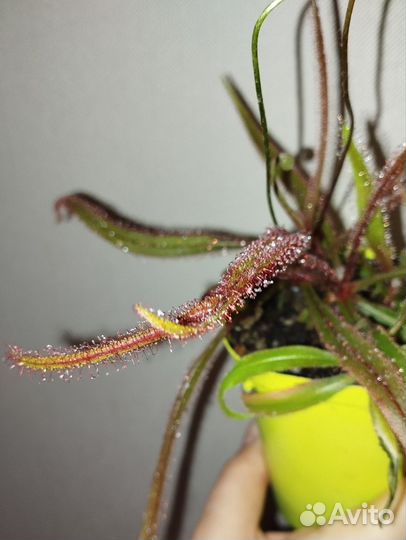 Росянки Drosera, насекомоядное, хищник