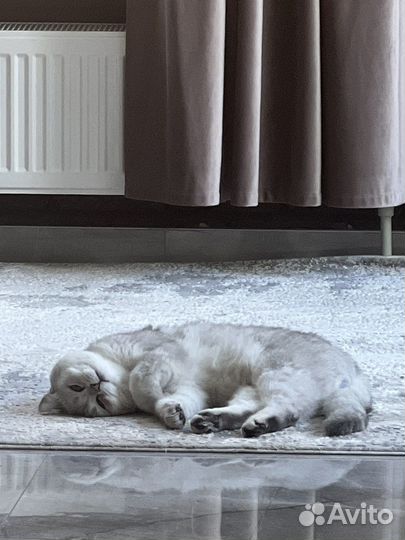 Британская кошка