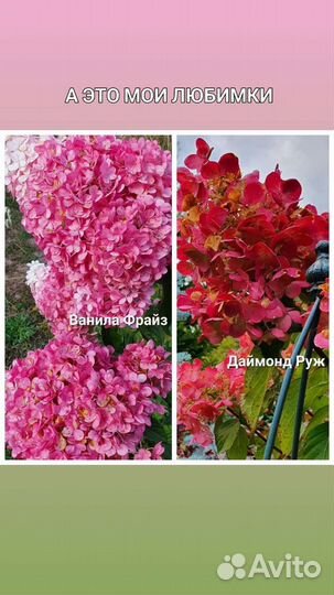 Где купить гортензию Гортензия/гортензии