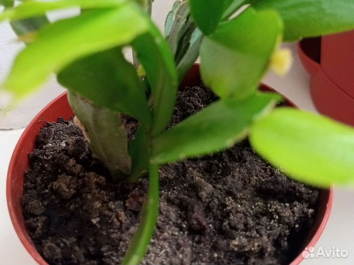 Декабристы с горшком