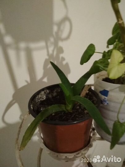 Продаю комнатные растения