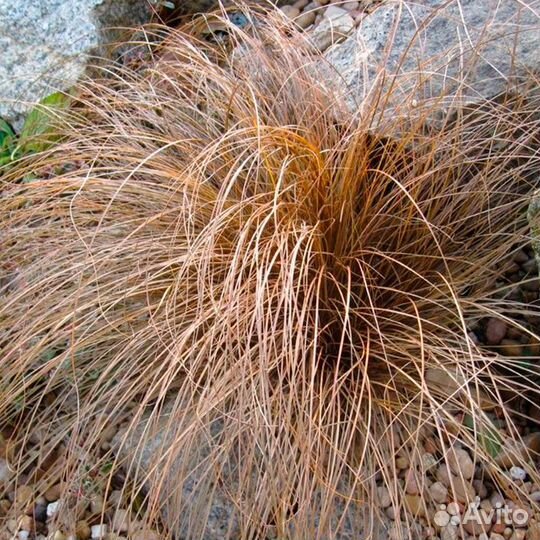 Декоративные злаки семена