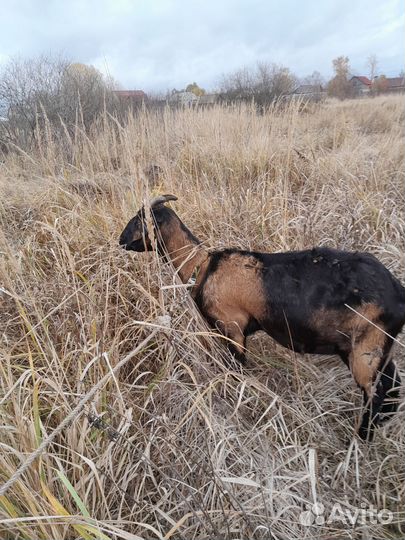 С/х животные