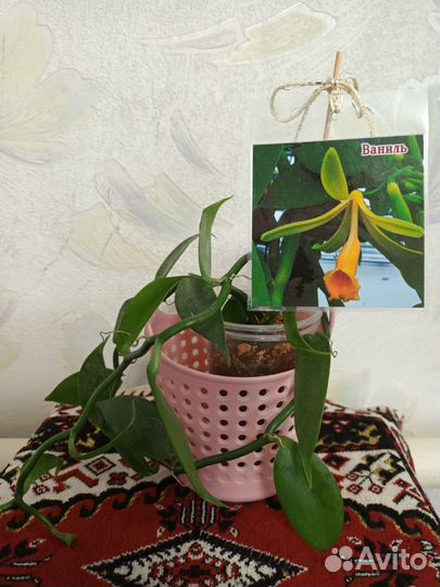 Орхидея Ваниль