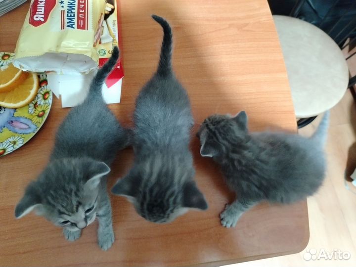 Кошки в добрые руки бесплатно