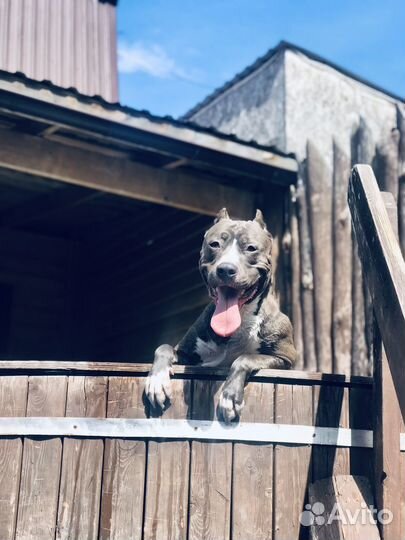 Стаффорд вязка