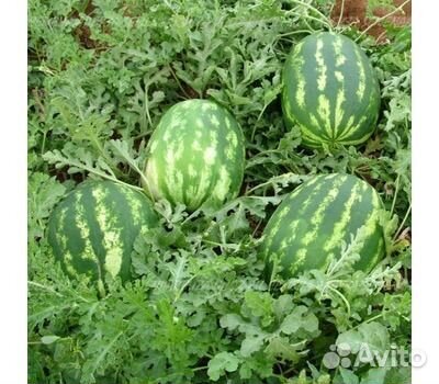 Арбуз Талисман