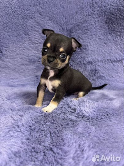 Чихуахуа супер мини