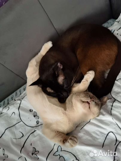 Бурманский котенок