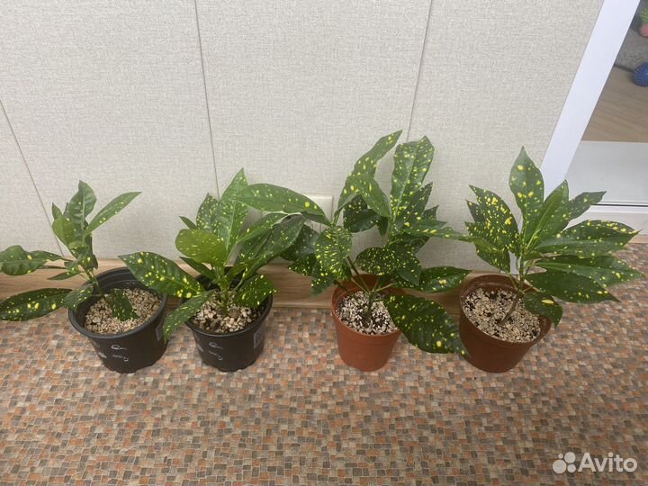 Пальма Хамедорея Кодиеум кротон аукуболистный